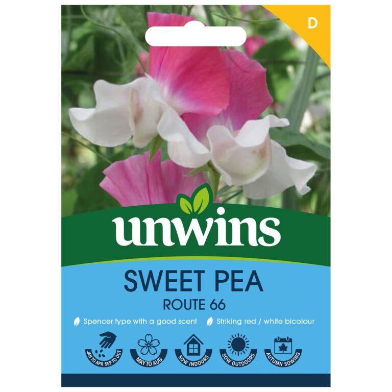 5051618038607 1 Sweet Pea Route 66 Seeds.jpg